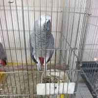 50 عدد کاسکو صاف نر ماده با تست