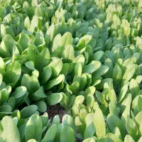 گل های فصلی مخصوص پاییز / بنفشه / همیشه بهار/ مینا|خدمات باغبانی و درختکاری|پاکدشت, پاکدشت (مامازند)|دیوار