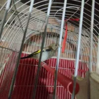 جوجه سهره نر رنگ روشن