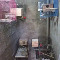 عروس هلندی