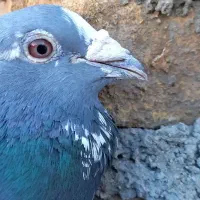 کبوتر پلاکی|پرنده|یزد, |دیوار