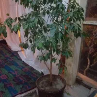گل وگیاه|گل و گیاه طبیعی|مراغه, |دیوار