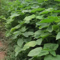 نهال پالونیا،انجیر،انار،ازگیل،نارنج و زیتون تلخ|خدمات باغبانی و درختکاری|علیآباد کتول, |دیوار