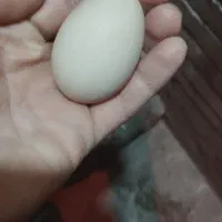 ۷تا واروک و ۴ تا مرغ تخمگذار