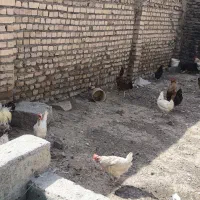 مرغ تخم گذار ولایتی وسفید