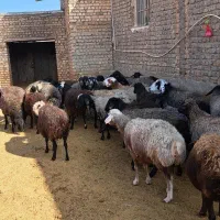 میش جوون و سالم سیاه کبود اصل قمی|حیوانات مزرعه|سلفچگان, |دیوار