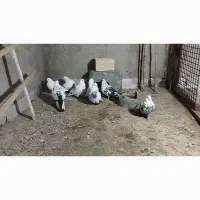 دم سیاه|پرنده|میانه, |دیوار