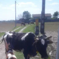 گاو چالوسی فوق العاده جنس          ورزا لیشه