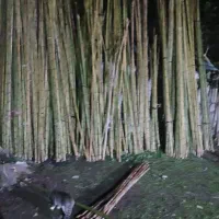 بامبو بریده شده دو تا دو بیست سانتی‌متری