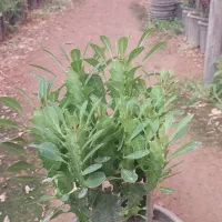 افوربیا|گل و گیاه طبیعی|محلات, |دیوار