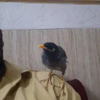 مرغ مینا نر دستی افقانی|پرنده|امیدیه, |دیوار