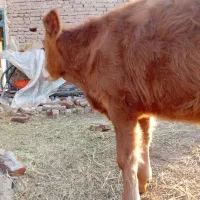 گوساله نر سیمیتال قرمز|حیوانات مزرعه|بناب, |دیوار