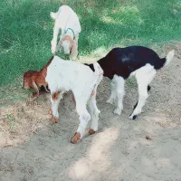 کهره شیری مناسب