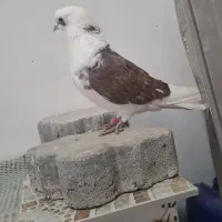 کبوتر گرفتنی