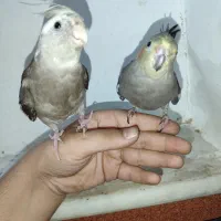 عروس هلندی|پرنده|قم, علی آباد سعدگان|دیوار