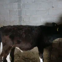 فروش ۳راس گوساله هلشتاین ماده ۴ ماه