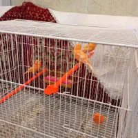 سلام 17عدد قناری درجه یک سالم بضمانت  فروشی|پرنده|تربت‌حیدریه, هاشمی‌نژاد|دیوار