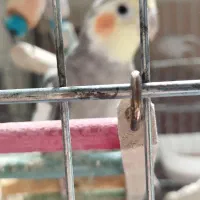 عروس هلندی|پرنده|کرج, شهرک اوج|دیوار