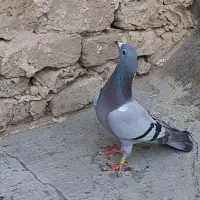 پرشی