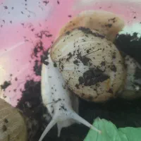 ۴ عدد حلزون نژاد دار|خزنده|هشتگرد, شهرک ولیعصر (مهستان)|دیوار