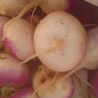 چغندر شلغم هویج خوراک گاو گوسفند|لوازم جانبی حیوانات|اصفهان, بوستان ناژوان|دیوار