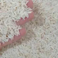 برنج طارم بهنام کشت دوم