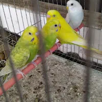 ۴تا مرغ عشق خوش رنگ|پرنده|رشت, کوی حسینی|دیوار