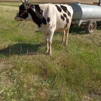 تلیسه و گاو