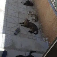 گوربه