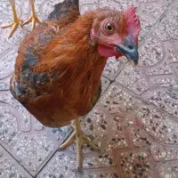 نیمچه خروس محلی سالم و سرحال