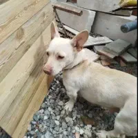 سگ پاکوتاه فروشی|سگ|گرگان, |دیوار