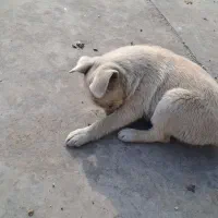 سگ پامر شیوا نرو ماده.با پدرمادر دار|سگ|پاکدشت, پاکدشت (مامازند)|دیوار