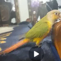 طوطی گرینچیک گم شده