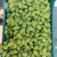 انگور کاشمر درجه 1