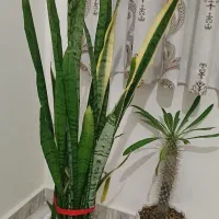 گل آپارتمانی