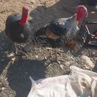 ۶عدد‌دوسال‌محلی