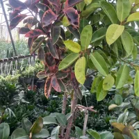 فروش گلهای فضای باز وآپارتمانی زیر قیمت بازار|گل و گیاه طبیعی|عباس‌آباد, |دیوار