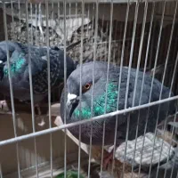 یه جفت سیاهی آخرت پرش|پرنده|ماهدشت, |دیوار