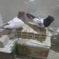 کبوتر|پرنده|فسا, |دیوار