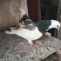 کبوتر پرشی دهنجور|پرنده|جویبار, |دیوار