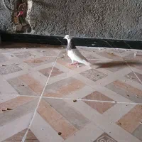 جفت طوقی جوجه