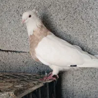 طوقی اجری|پرنده|کرخه, |دیوار
