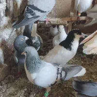 کبوتر بوم پرشی