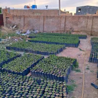 نهال پسته اصلاح شده