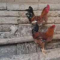خروس|پرنده|تهران, جوانمردان (اندیشه)|دیوار