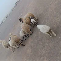 فروش میش(شرایط)نقد