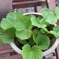 گل سینره امسال|گل و گیاه طبیعی|تالش, هشتپر|دیوار