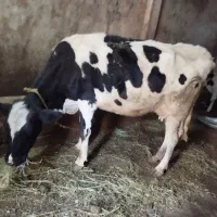 گاو|حیوانات مزرعه|ورزقان, |دیوار