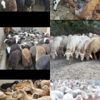 گوسفند زنده بره ماده شیشک با قصابی کاملن رایگان