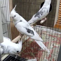 طوطی عروس هلندی|پرنده|تهران, افسریه جنوبی|دیوار